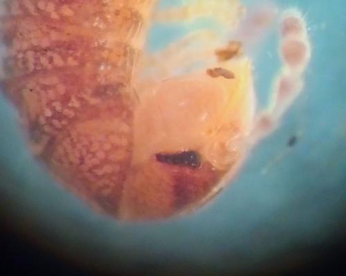 Réf. 315 885 : Proteroiulus fuscus